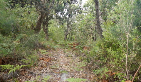 Kinchela Trig Lookout Walk - New South Wales Tourism  0