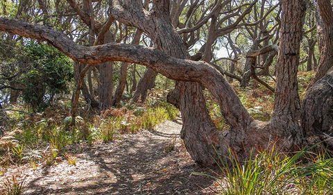 Middle Lagoon Walking Track - New South Wales Tourism  2