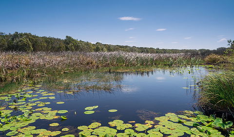 Tyagarah Nature Reserve - New South Wales Tourism  1