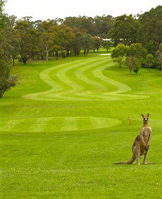 Pambula Merimbula Golf Club - New South Wales Tourism  2