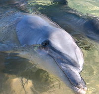 Dolphins of Monkey Mia - New South Wales Tourism 