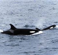 Killer Whale Trail - New South Wales Tourism 