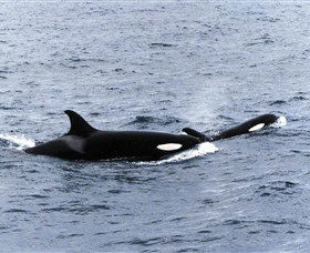 Killer Whale Trail - New South Wales Tourism  0