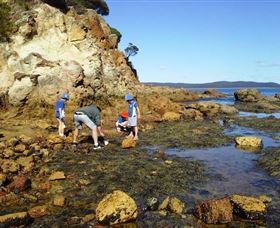 Sapphire Coast Marine Discovery Centre - New South Wales Tourism  0