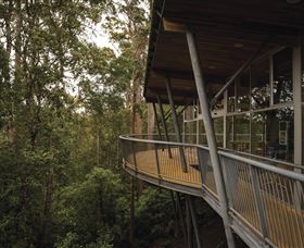 Tarkine Forest Adventures - Dismal Swamp - New South Wales Tourism  0