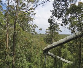 Tarkine Forest Adventures - Dismal Swamp - New South Wales Tourism  1