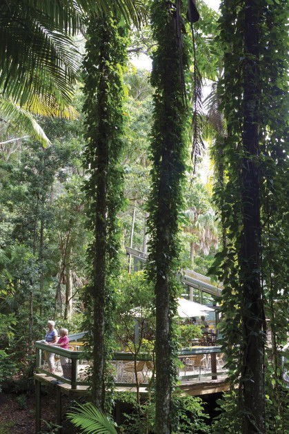 Sea Acres Rainforest Centre - New South Wales Tourism  1