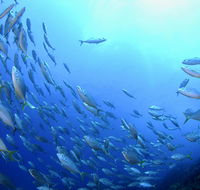 Cape Byron Marine Park - New South Wales Tourism 
