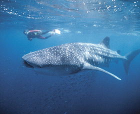 Swim With The Whale Sharks - New South Wales Tourism  0