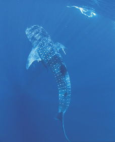 Swim With The Whale Sharks - New South Wales Tourism  1