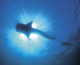 Swim With The Whale Sharks - New South Wales Tourism  2