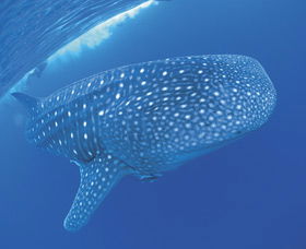 Swim With The Whale Sharks - New South Wales Tourism  3