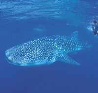Ningaloo Reef - New South Wales Tourism 