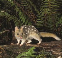 Tarkine Forest Reserve - New South Wales Tourism 
