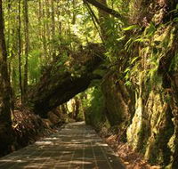 Philosopher Falls - New South Wales Tourism 