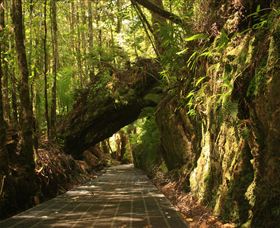 Philosopher Falls - New South Wales Tourism  0