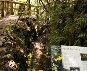 Philosopher Falls - New South Wales Tourism  1