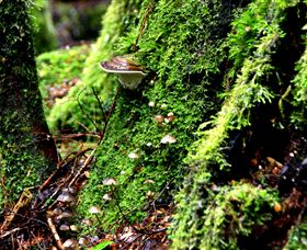 Philosopher Falls - New South Wales Tourism  3