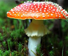 Philosopher Falls - New South Wales Tourism  2