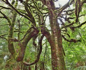 Philosopher Falls - New South Wales Tourism  5