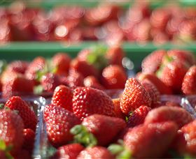 Turners Beach Berry Patch - New South Wales Tourism  0
