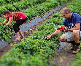 Turners Beach Berry Patch - New South Wales Tourism  3