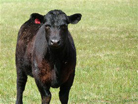 Denham Farm Beef And Lamb - New South Wales Tourism  0