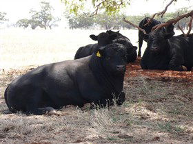 Denham Farm Beef And Lamb - New South Wales Tourism  1