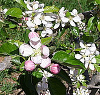 Avro Park Orchards - New South Wales Tourism 