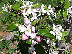 Avro Park Orchards - New South Wales Tourism  0
