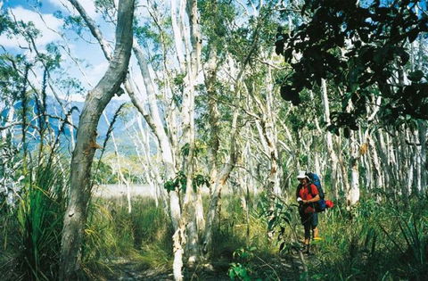 Thorsborne Trail, Hinchinbrook Island National Park - New South Wales Tourism  0