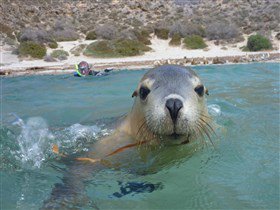 Calypso Star Charters - New South Wales Tourism  1