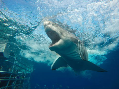 Calypso Star Charters - New South Wales Tourism  5