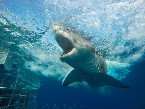 Calypso Star Charters - New South Wales Tourism  9