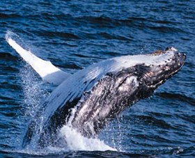 Australian Spirit Sailing Company - New South Wales Tourism  4
