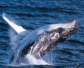 Australian Spirit Sailing Company - New South Wales Tourism  5
