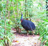 Daintree Safaris - New South Wales Tourism 