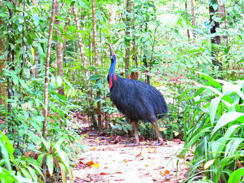 Daintree Safaris - New South Wales Tourism  0