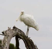 Melbourne Birding Tours - New South Wales Tourism 