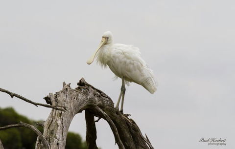 Melbourne Birding Tours - New South Wales Tourism  5