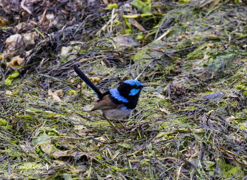 Melbourne Birding Tours - New South Wales Tourism  9