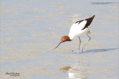 Melbourne Birding Tours - New South Wales Tourism  10