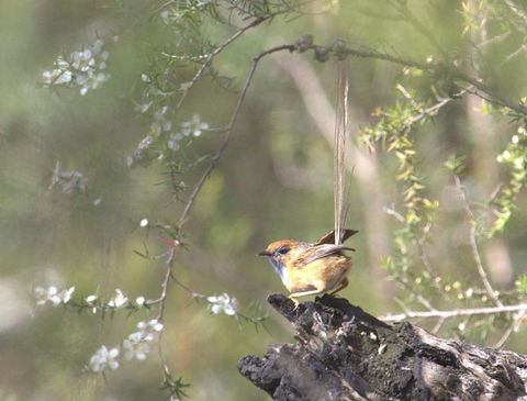 Melbourne Birding Tours - New South Wales Tourism  15