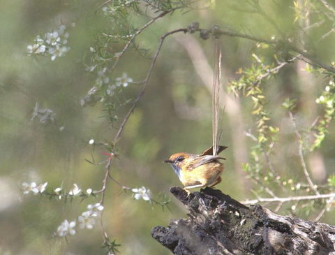 Melbourne Birding Tours - New South Wales Tourism  17