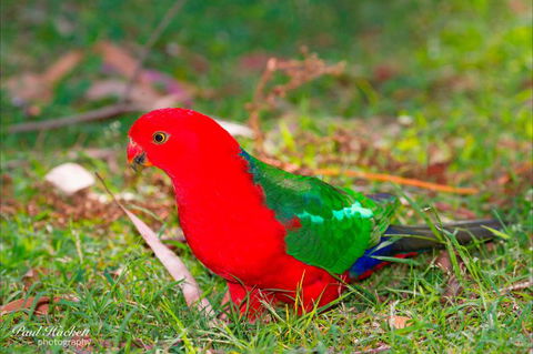 Melbourne Birding Tours - New South Wales Tourism  20