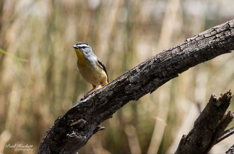 Melbourne Birding Tours - New South Wales Tourism  22