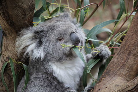 Oceania Tours And Safaris - New South Wales Tourism  3