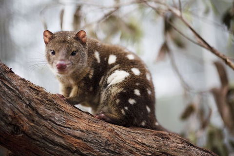 Oceania Tours And Safaris - New South Wales Tourism  24