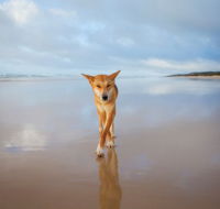Fraser Island Adventure Tours - New South Wales Tourism 