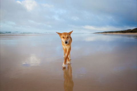 Fraser Island Adventure Tours - New South Wales Tourism  7